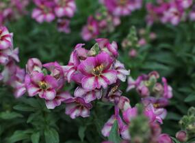 Hledík větší 'Dazzling Lips Pink' - Antirrhinum majus 'Dazzling Lips Pink'