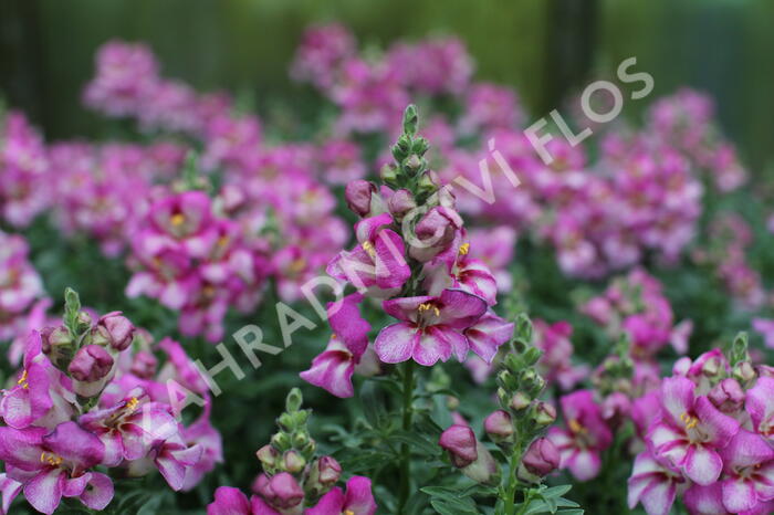 Hledík větší 'Dazzling Lips Pink' - Antirrhinum majus 'Dazzling Lips Pink'