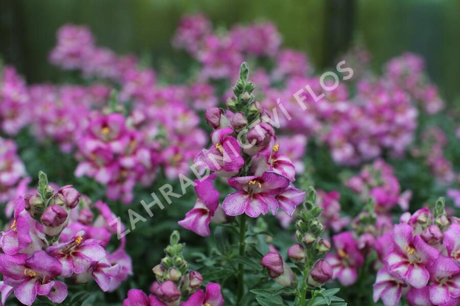 Hledík větší 'Dazzling Lips Pink' - Antirrhinum majus 'Dazzling Lips Pink'