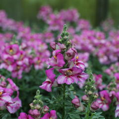 Hledík větší 'Dazzling Lips Pink' - Antirrhinum majus 'Dazzling Lips Pink'
