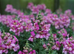 Hledík větší 'Dazzling Lips Pink' - Antirrhinum majus 'Dazzling Lips Pink'