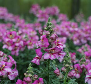 Hledík větší 'Dazzling Lips Pink' - Antirrhinum majus 'Dazzling Lips Pink'