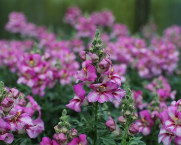 Hledík větší 'Dazzling Lips Pink'