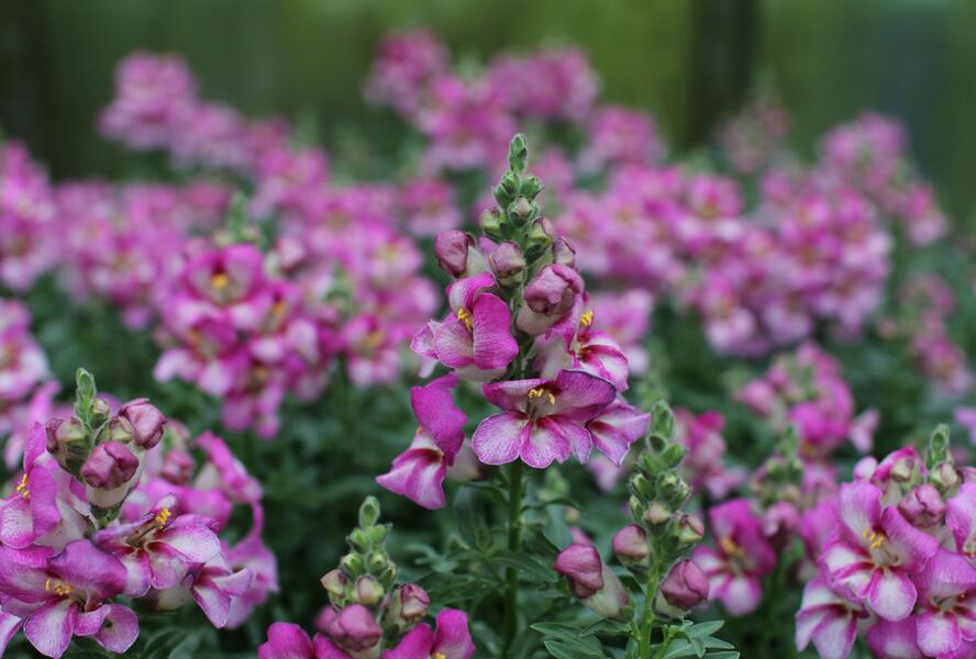 Hledík větší 'Dazzling Lips Pink' - Antirrhinum majus 'Dazzling Lips Pink'