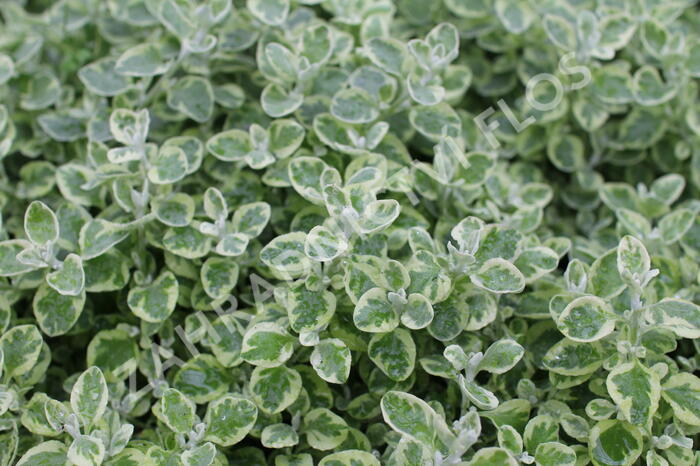 Smil 'Variegata' - Helichrysum petiolare 'Variegata'
