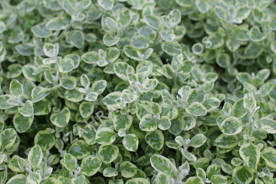 Smil 'Variegata' - Helichrysum petiolare 'Variegata'