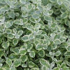 Smil 'Variegata' - Helichrysum petiolare 'Variegata'