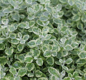 Smil 'Variegata' - Helichrysum petiolare 'Variegata'
