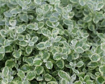 Smil 'Variegata'