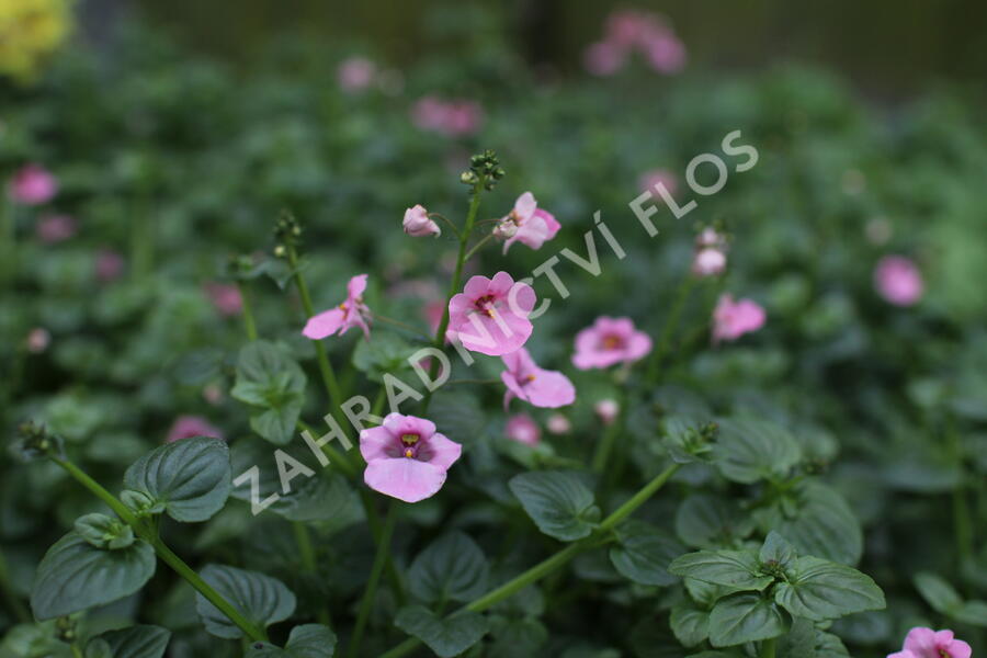 Ostruhatka 'Elfjes XXL Rose' - Diascia elegans 'Elfjes XXL Rose'
