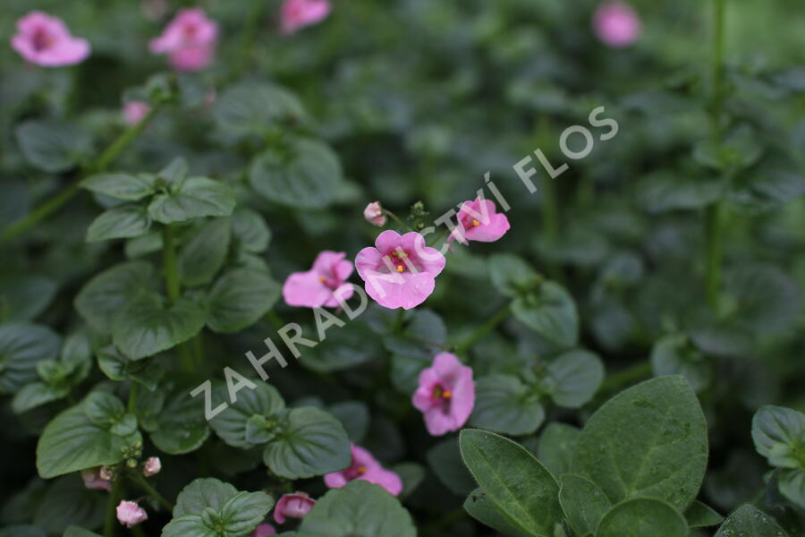 Ostruhatka 'Elfjes XXL Rose' - Diascia elegans 'Elfjes XXL Rose'