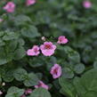 Ostruhatka 'Elfjes XXL Rose' - Diascia elegans 'Elfjes XXL Rose'