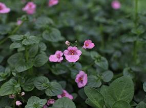 Ostruhatka 'Elfjes XXL Rose' - Diascia elegans 'Elfjes XXL Rose'