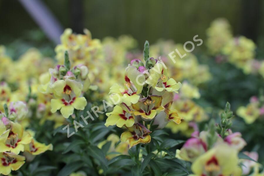 Hledík větší 'Dazzling Lips Yellow Eye' - Antirrhinum majus 'Dazzling Lips Yellow Eye'