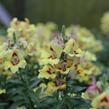 Hledík větší 'Dazzling Lips Yellow Eye' - Antirrhinum majus 'Dazzling Lips Yellow Eye'