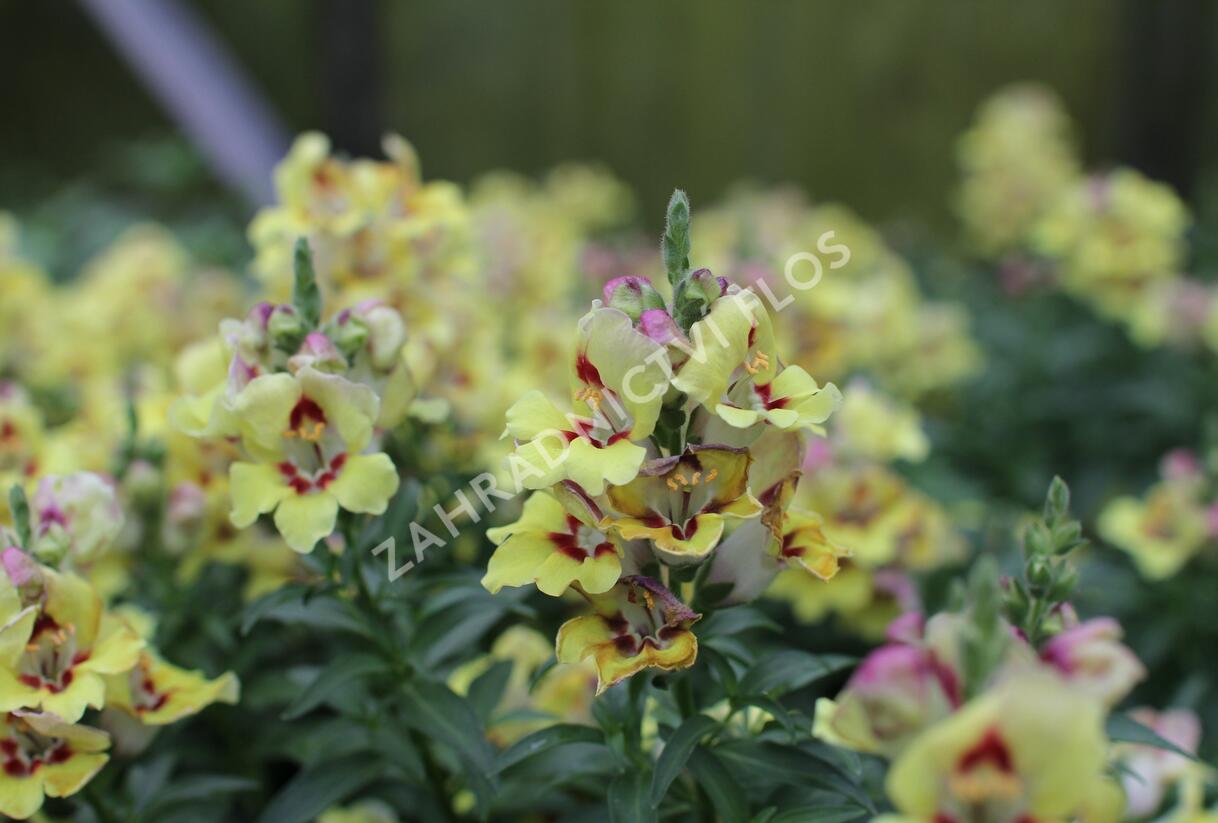 Hledík větší 'Dazzling Lips Yellow Eye' - Antirrhinum majus 'Dazzling Lips Yellow Eye'