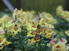 Hledík větší 'Dazzling Lips Yellow Eye' - Antirrhinum majus 'Dazzling Lips Yellow Eye'
