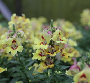 Hledík větší 'Dazzling Lips Yellow Eye' - Antirrhinum majus 'Dazzling Lips Yellow Eye'