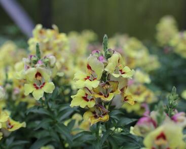 Hledík větší 'Dazzling Lips Yellow Eye'