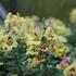 Antirrhinum majus 'Dazzling Lips Yellow Eye'_01.JPG
