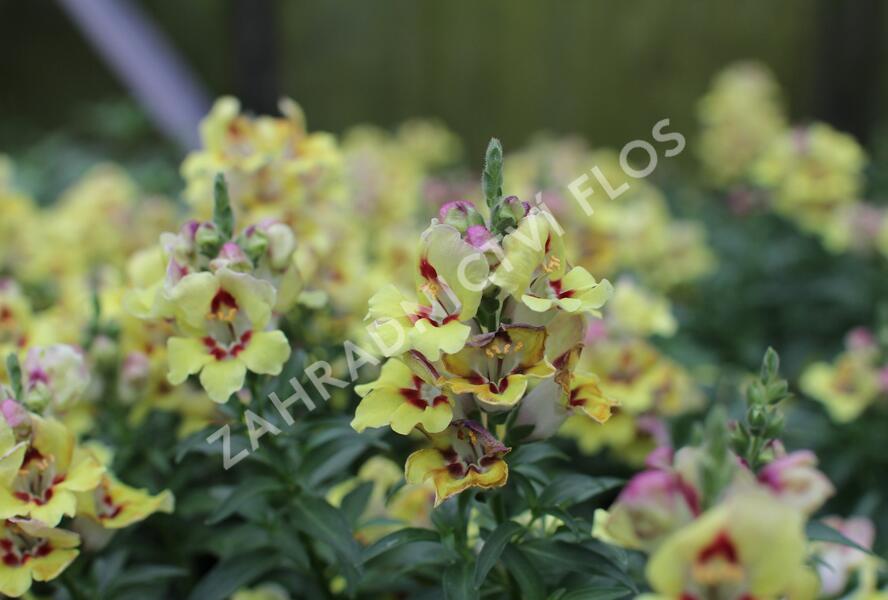 Hledík větší 'Dazzling Lips Yellow Eye' - Antirrhinum majus 'Dazzling Lips Yellow Eye'