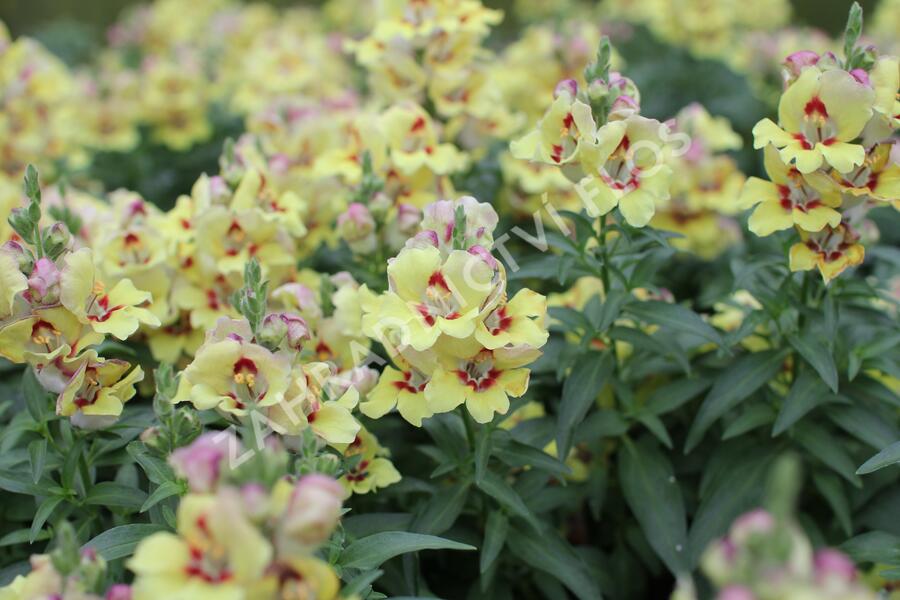 Hledík větší 'Dazzling Lips Yellow Eye' - Antirrhinum majus 'Dazzling Lips Yellow Eye'