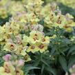 Hledík větší 'Dazzling Lips Yellow Eye' - Antirrhinum majus 'Dazzling Lips Yellow Eye'