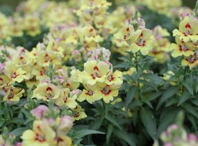 Hledík větší 'Dazzling Lips Yellow Eye' - Antirrhinum majus 'Dazzling Lips Yellow Eye'