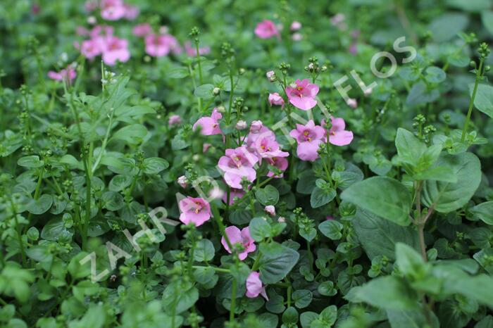 Ostruhatka 'Elfjes Pink' - Diascia elegans 'Elfjes Pink'