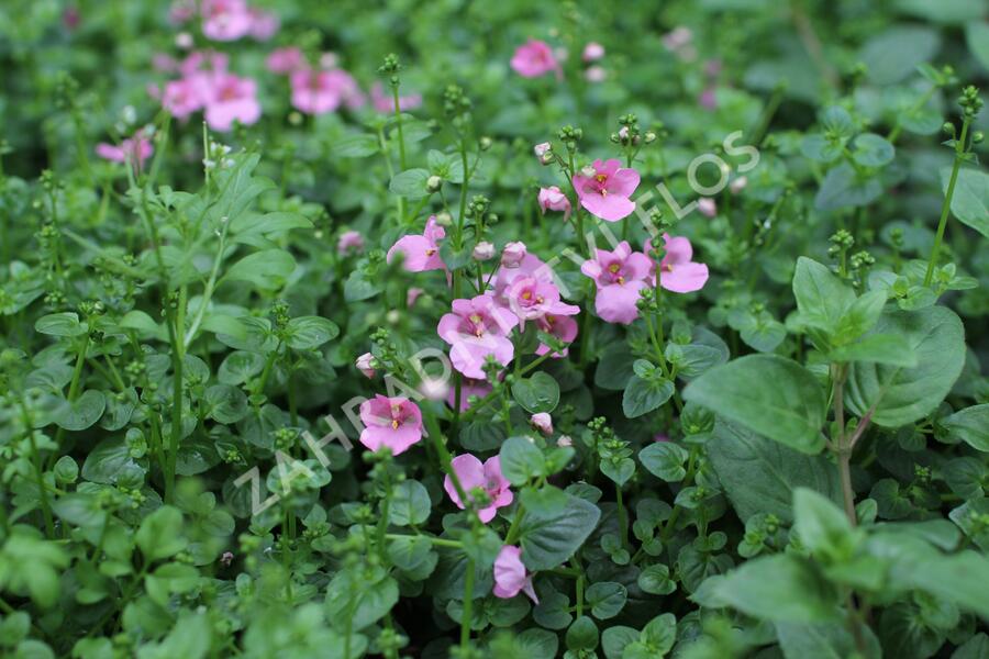 Ostruhatka 'Elfjes Pink' - Diascia elegans 'Elfjes Pink'