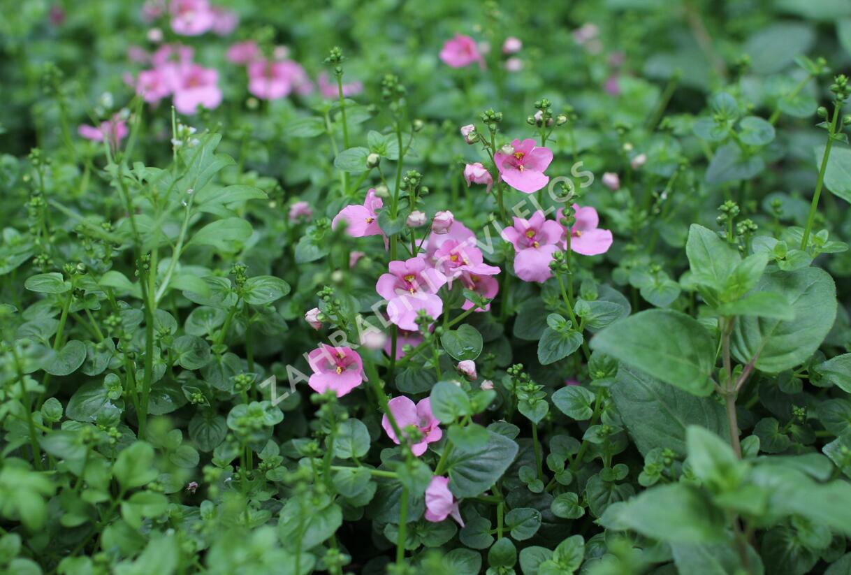 Ostruhatka 'Elfjes Pink' - Diascia elegans 'Elfjes Pink'