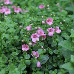 Ostruhatka 'Elfjes Pink' - Diascia elegans 'Elfjes Pink'