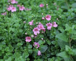 Ostruhatka 'Elfjes Pink'