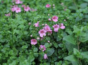 Ostruhatka 'Elfjes Pink' - Diascia elegans 'Elfjes Pink'