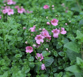 Ostruhatka 'Elfjes Pink' - Diascia elegans 'Elfjes Pink'