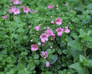 Ostruhatka 'Elfjes Pink'