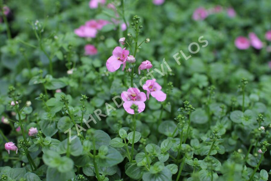 Ostruhatka 'Elfjes Pink' - Diascia elegans 'Elfjes Pink'