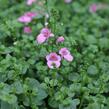 Ostruhatka 'Elfjes Pink' - Diascia elegans 'Elfjes Pink'