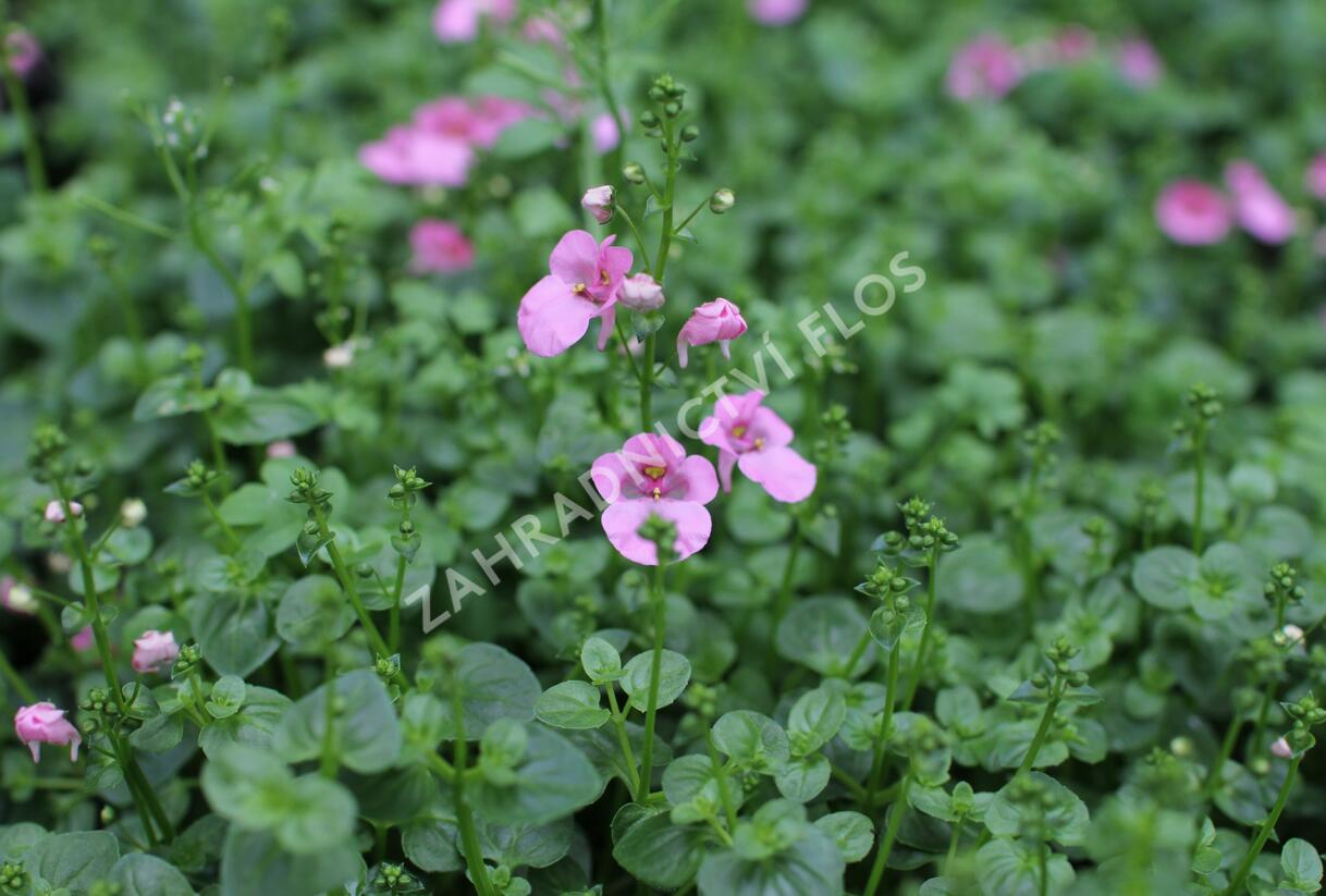 Ostruhatka 'Elfjes Pink' - Diascia elegans 'Elfjes Pink'