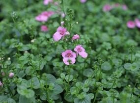 Ostruhatka 'Elfjes Pink' - Diascia elegans 'Elfjes Pink'