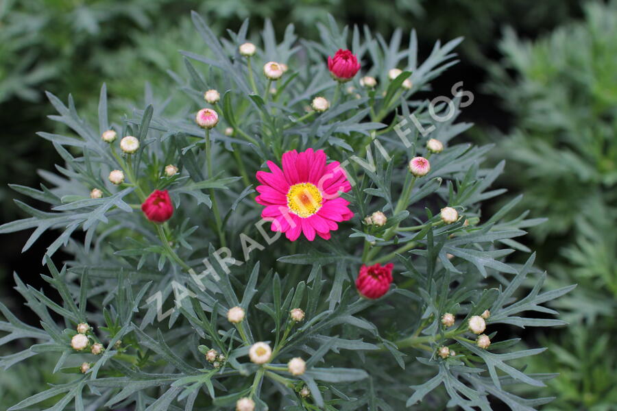 Kopretina pařížská 'Aramis Dark Rose' - Argyranthemum frutescens 'Aramis Dark Rose'