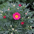 Kopretina pařížská 'Aramis Dark Rose' - Argyranthemum frutescens 'Aramis Dark Rose'