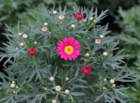 Kopretina pařížská 'Aramis Dark Rose' - Argyranthemum frutescens 'Aramis Dark Rose'