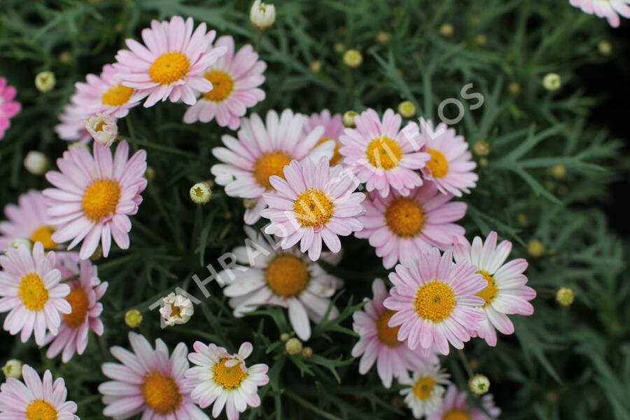 Kopretina pařížská 'Aramis Girly Pink' - Argyranthemum frutescens 'Aramis Girly Pink'