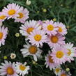 Kopretina pařížská 'Aramis Girly Pink' - Argyranthemum frutescens 'Aramis Girly Pink'