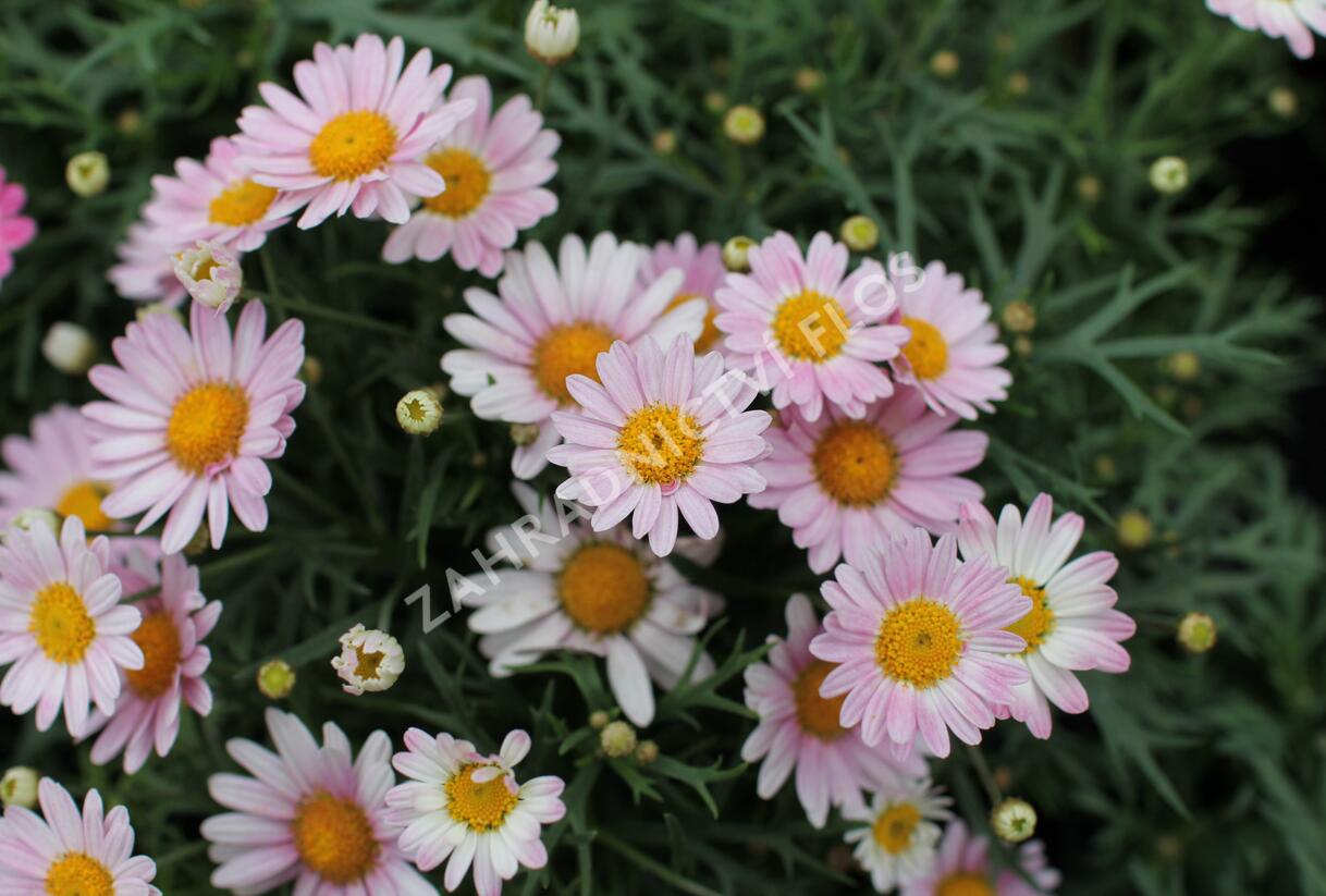 Kopretina pařížská 'Aramis Girly Pink' - Argyranthemum frutescens 'Aramis Girly Pink'