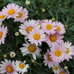 Kopretina pařížská 'Aramis Girly Pink' - Argyranthemum frutescens 'Aramis Girly Pink'