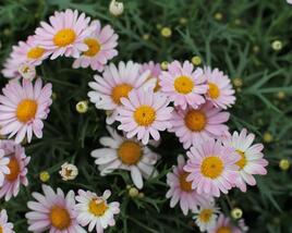 Kopretina pařížská 'Aramis Girly Pink'
