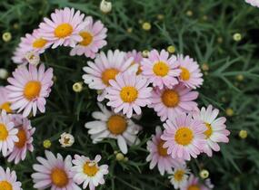 Kopretina pařížská 'Aramis Girly Pink' - Argyranthemum frutescens 'Aramis Girly Pink'
