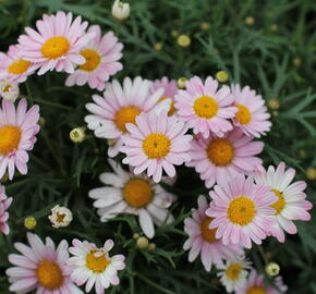 Kopretina pařížská 'Aramis Girly Pink' - Argyranthemum frutescens 'Aramis Girly Pink'